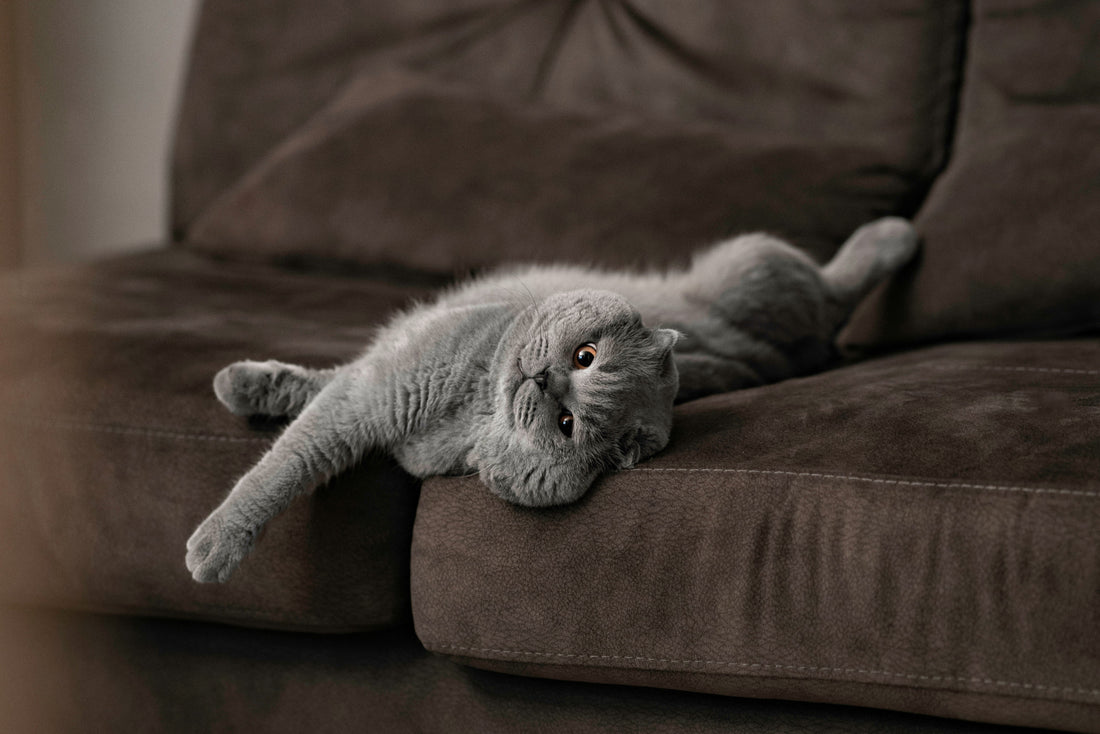 So bleibt deine Katze im Auto ruhig